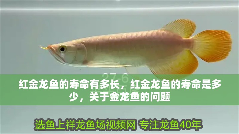 紅金龍魚的壽命有多長，紅金龍魚的壽命是多少，關于金龍魚的問題 紅金龍魚的壽命有多長，紅金龍魚的壽命是多少，關于金龍魚的問題 觀賞魚百科 第2張