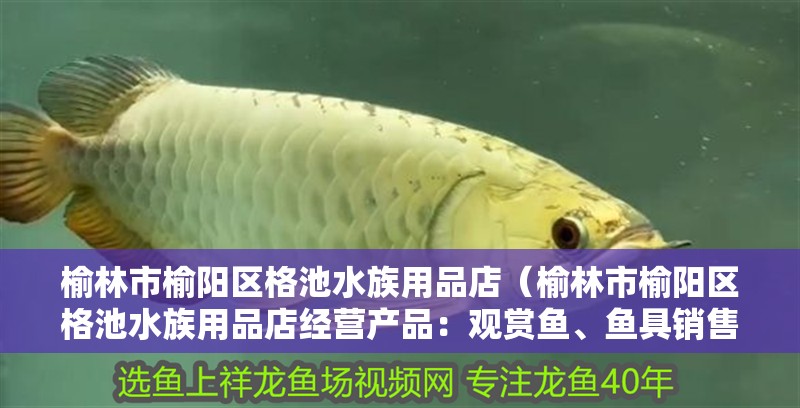 榆林市榆陽區格池水族用品店（榆林市榆陽區格池水族用品店經營產品：觀賞魚、魚具銷售） 榆林市榆陽區格池水族用品店（榆林市榆陽區格池水族用品店經營產品：觀賞魚、魚具銷售） 觀賞魚百科 第2張