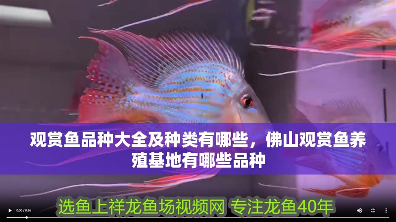 觀賞魚品種大全及種類有哪些，佛山觀賞魚養殖基地有哪些品種