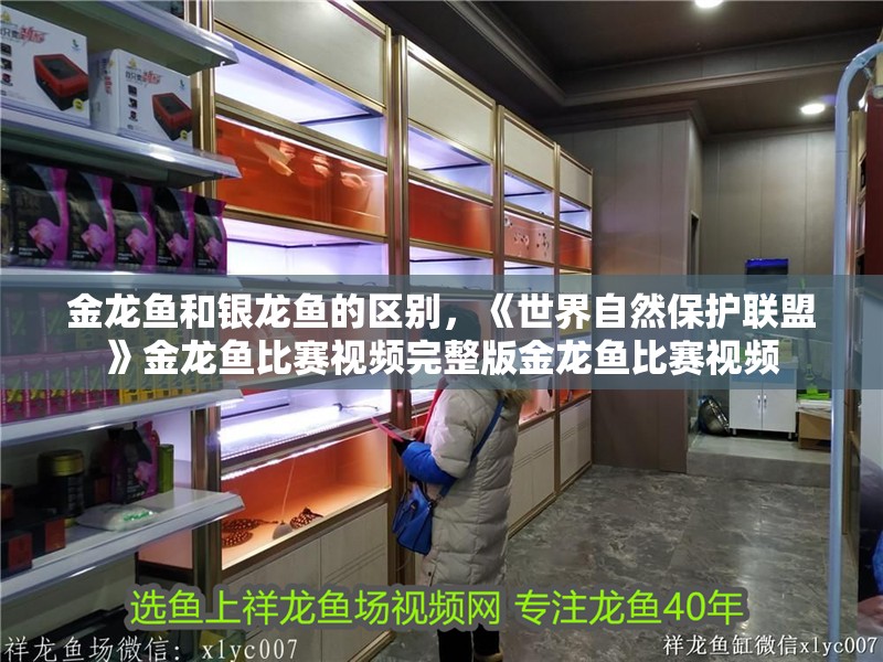 金龍魚(yú)和銀龍魚(yú)的區(qū)別，《世界自然保護(hù)聯(lián)盟》金龍魚(yú)比賽視頻完整版金龍魚(yú)比賽視頻 金龍魚(yú)和銀龍魚(yú)的區(qū)別，《世界自然保護(hù)聯(lián)盟》金龍魚(yú)比賽視頻完整版金龍魚(yú)比賽視頻 觀賞魚(yú)百科 第1張