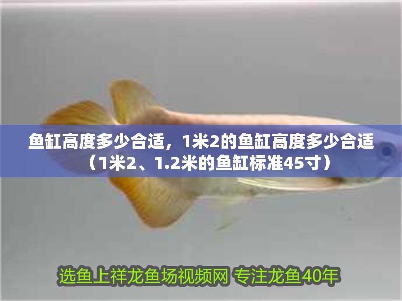 魚缸高度多少合適，1米2的魚缸高度多少合適（1米2、1.2米的魚缸標準45寸）