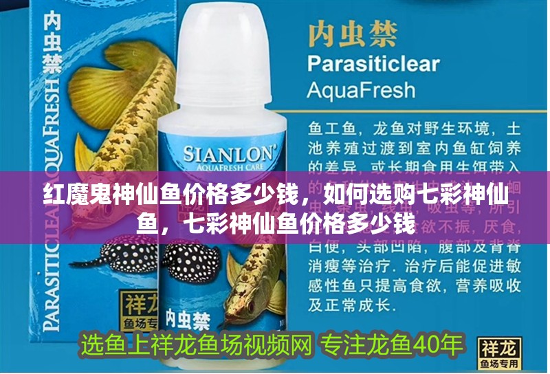 紅魔鬼神仙魚價格多少錢，如何選購七彩神仙魚，七彩神仙魚價格多少錢