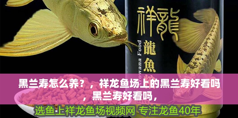 黑蘭壽怎么養？，祥龍魚場上的黑蘭壽好看嗎，黑蘭壽好看嗎，