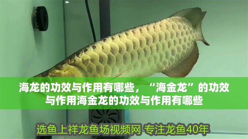海龍的功效與作用有哪些，“海金龍”的功效與作用海金龍的功效與作用有哪些