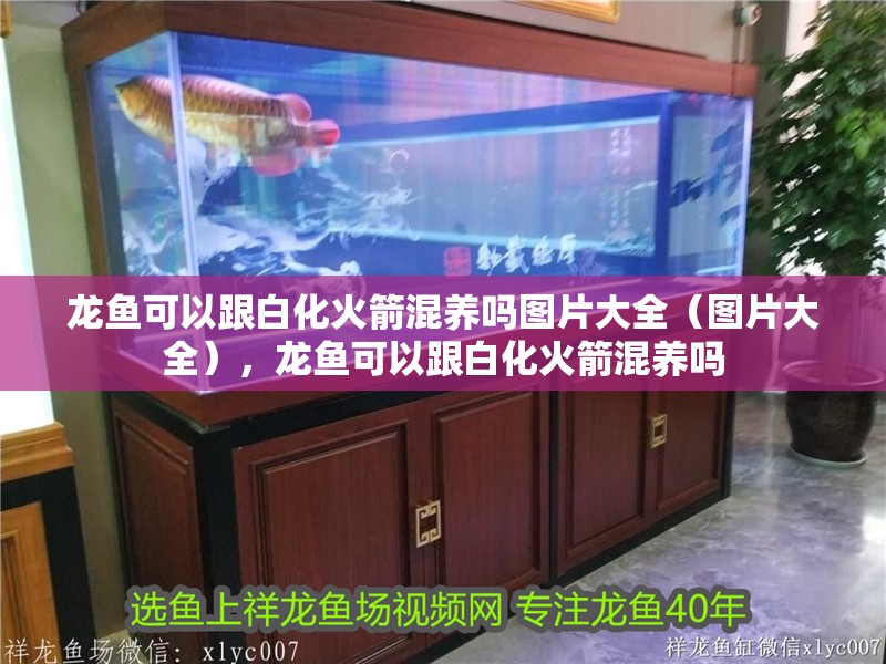 龍魚可以跟白化火箭混養嗎圖片大全（圖片大全），龍魚可以跟白化火箭混養嗎