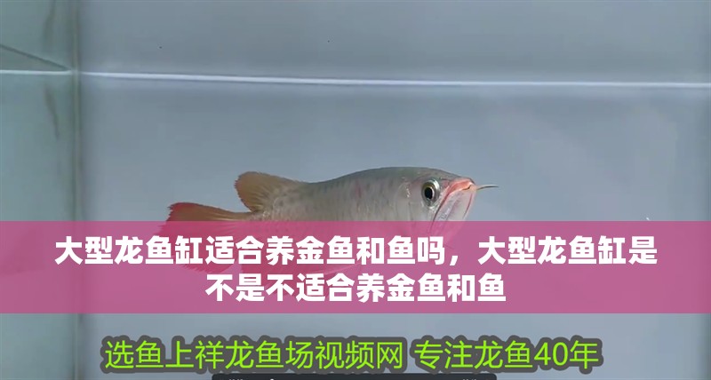 大型龍魚缸適合養金魚和魚嗎，大型龍魚缸是不是不適合養金魚和魚