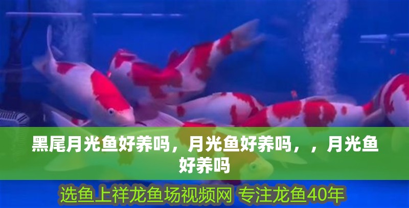 黑尾月光魚好養嗎，月光魚好養嗎，，月光魚好養嗎