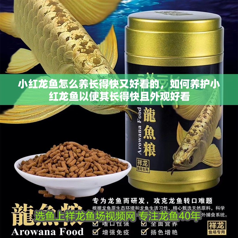 小紅龍魚怎么養長得快又好看的，如何養護小紅龍魚以使其長得快且外觀好看