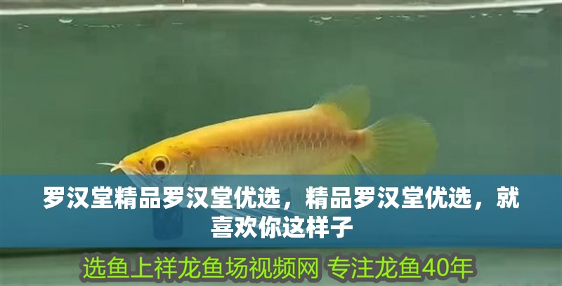 羅漢堂精品羅漢堂優(yōu)選，精品羅漢堂優(yōu)選，就喜歡你這樣子