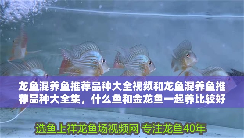 龍魚混養(yǎng)魚推薦品種大全視頻和龍魚混養(yǎng)魚推薦品種大全集，什么魚和金龍魚一起養(yǎng)比較好