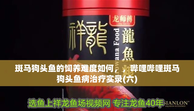 斑馬狗頭魚的飼養難度如何，，嗶哩嗶哩斑馬狗頭魚病治療實錄(六)