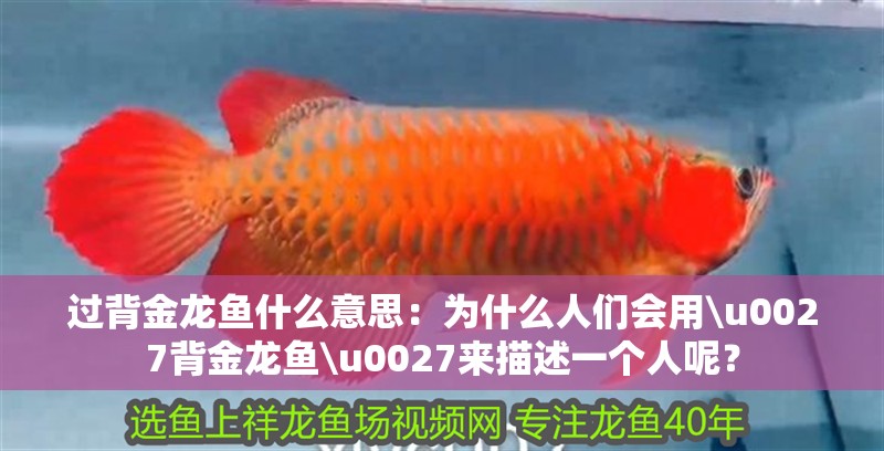 過背金龍魚什么意思：為什么人們會用\u0027背金龍魚\u0027來描述一個人呢？