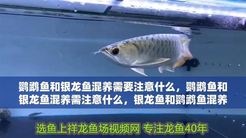 鸚鵡魚和銀龍魚混養需要注意什么，鸚鵡魚和銀龍魚混養需注意什么，銀龍魚和鸚鵡魚混養需要注意什么