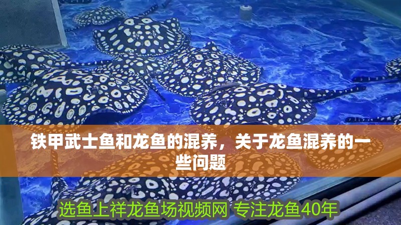 鐵甲武士魚和龍魚的混養，關于龍魚混養的一些問題