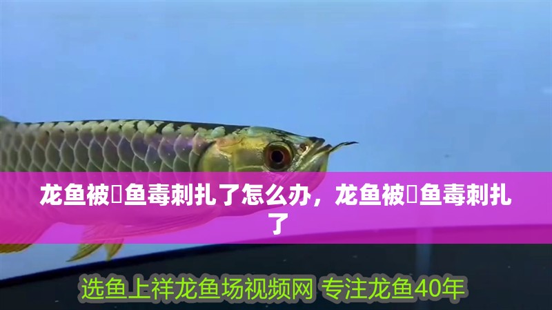 龍魚被魟魚毒刺扎了怎么辦，龍魚被魟魚毒刺扎了