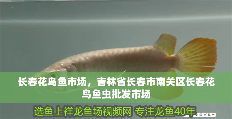 長春花鳥魚市場，吉林省長春市南關(guān)區(qū)長春花鳥魚蟲批發(fā)市場