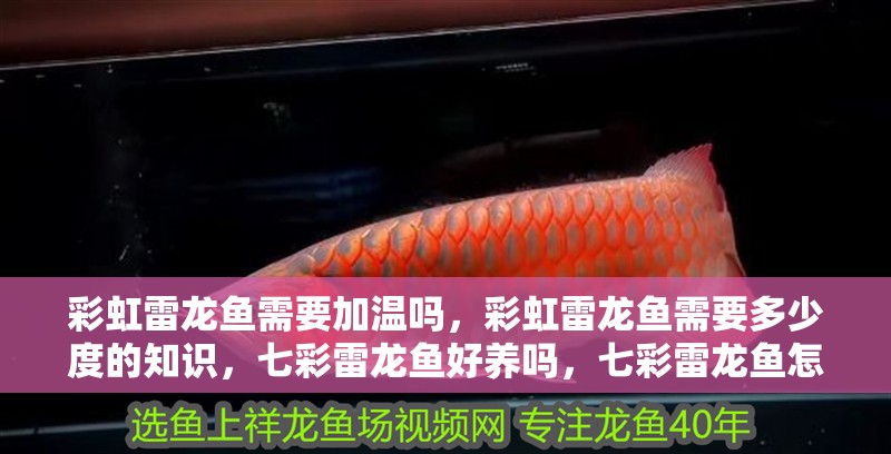 彩虹雷龍魚需要加溫嗎，彩虹雷龍魚需要多少度的知識，七彩雷龍魚好養嗎，七彩雷龍魚怎么養
