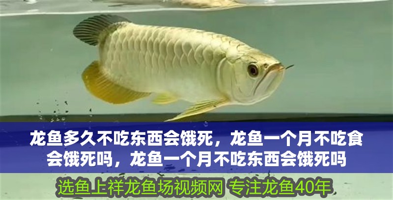 龍魚多久不吃東西會餓死，龍魚一個(gè)月不吃食會餓死嗎，龍魚一個(gè)月不吃東西會餓死嗎
