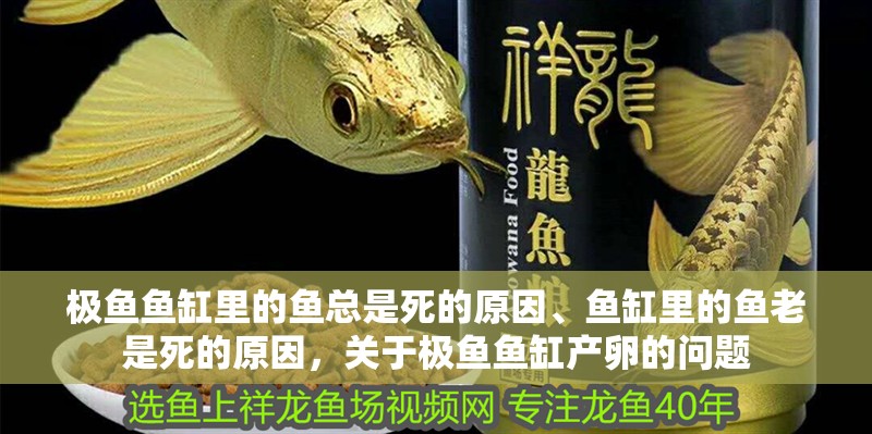 極魚魚缸里的魚總是死的原因、魚缸里的魚老是死的原因，關(guān)于極魚魚缸產(chǎn)卵的問題