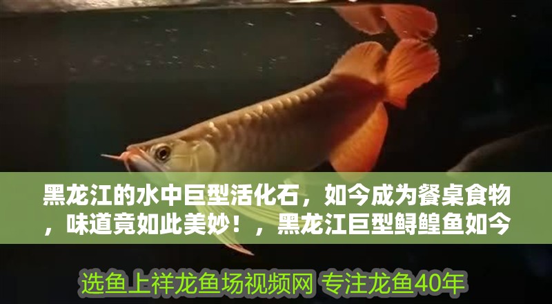 黑龍江的水中巨型活化石，如今成為餐桌食物，味道竟如此美妙！，黑龍江巨型鱘鰉魚如今成餐桌食物味道如此美妙
