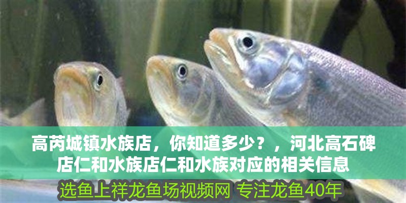 高芮城鎮水族店，你知道多少？，河北高石碑店仁和水族店仁和水族對應的相關信息