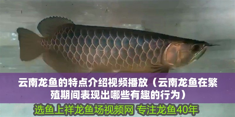 云南龍魚的特點介紹視頻播放（云南龍魚在繁殖期間表現出哪些有趣的行為） 云南龍魚的特點介紹視頻播放（云南龍魚在繁殖期間表現出哪些有趣的行為） 觀賞魚百科 第2張