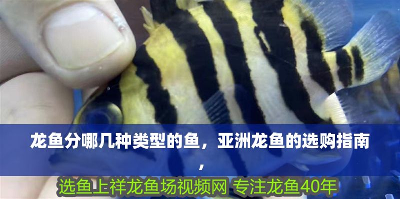 龍魚分哪幾種類型的魚，亞洲龍魚的選購指南，