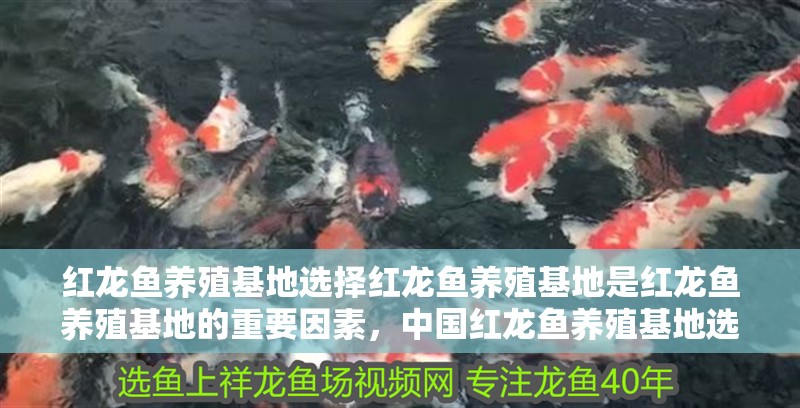 紅龍魚養殖基地選擇紅龍魚養殖基地是紅龍魚養殖基地的重要因素，中國紅龍魚養殖基地選擇