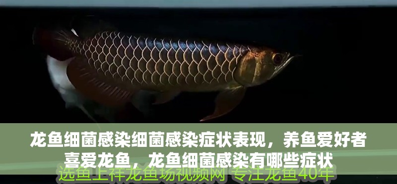 龍魚細菌感染細菌感染癥狀表現，養魚愛好者喜愛龍魚，龍魚細菌感染有哪些癥狀
