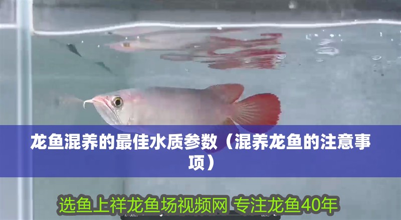 龍魚混養的最佳水質參數（混養龍魚的注意事項）