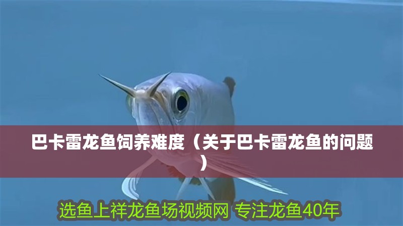 巴卡雷龍魚飼養難度（關于巴卡雷龍魚的問題）
