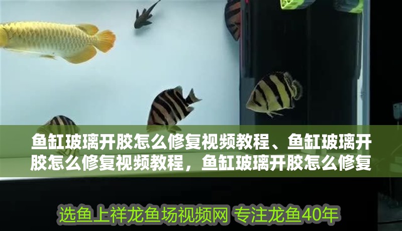 魚缸玻璃開膠怎么修復視頻教程、魚缸玻璃開膠怎么修復視頻教程，魚缸玻璃開膠怎么修復