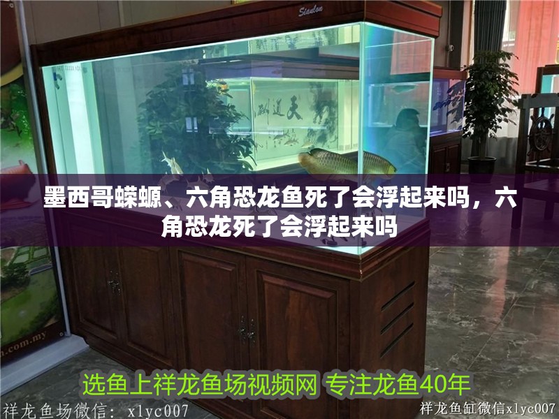 墨西哥蠑螈、六角恐龍魚死了會浮起來嗎，六角恐龍死了會浮起來嗎