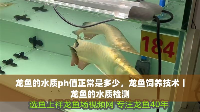 龍魚的水質ph值正常是多少，龍魚飼養(yǎng)技術｜龍魚的水質檢測
