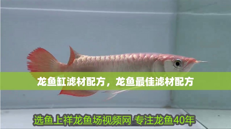 龍魚缸濾材配方，龍魚最佳濾材配方 龍魚缸濾材配方，龍魚最佳濾材配方 觀賞魚百科 第2張