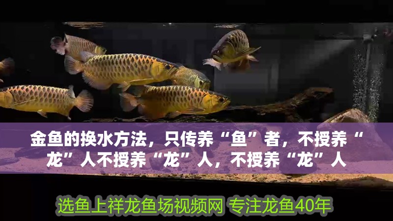 金魚的換水方法，只傳養“魚”者，不授養“龍”人不授養“龍”人，不授養“龍”人