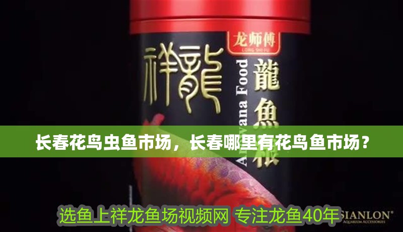 長春花鳥蟲魚市場，長春哪里有花鳥魚市場？ 長春花鳥蟲魚市場，長春哪里有花鳥魚市場？ 觀賞魚百科 第2張