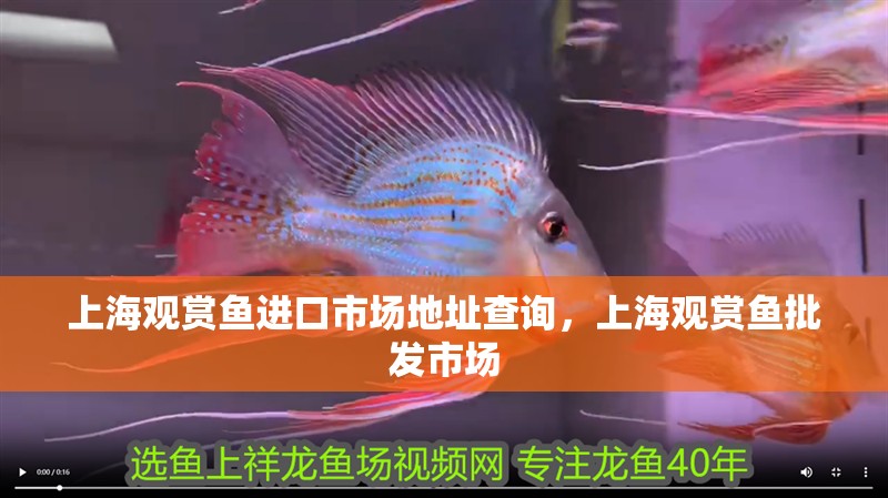上海觀賞魚進口市場地址查詢，上海觀賞魚批發市場