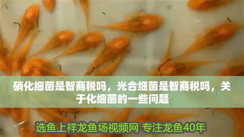 硝化細菌是智商稅嗎，光合細菌是智商稅嗎，關于化細菌的一些問題