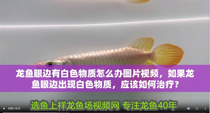 龍魚眼邊有白色物質怎么辦圖片視頻，如果龍魚眼邊出現白色物質，應該如何治療？
