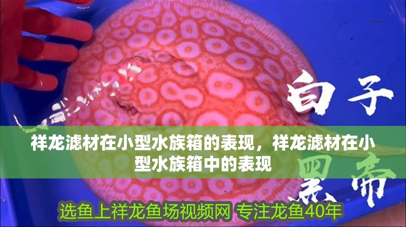 祥龍濾材在小型水族箱的表現(xiàn)，祥龍濾材在小型水族箱中的表現(xiàn) 祥龍濾材在小型水族箱的表現(xiàn)，祥龍濾材在小型水族箱中的表現(xiàn) 觀賞魚(yú)百科 第1張