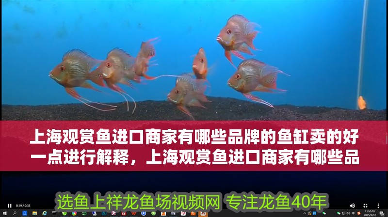 <strong><mark>上海</mark></strong>觀賞魚進口商家有哪些品牌的魚缸賣的好一點進行解釋，<strong><mark>上海</mark></strong>觀賞魚進口商家有哪些品牌的魚缸賣得好