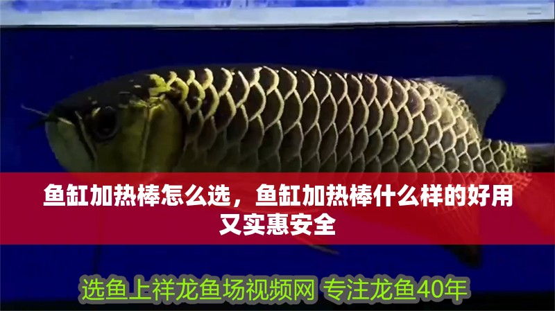 魚缸加熱棒怎么選，魚缸加熱棒什么樣的好用又實惠安全