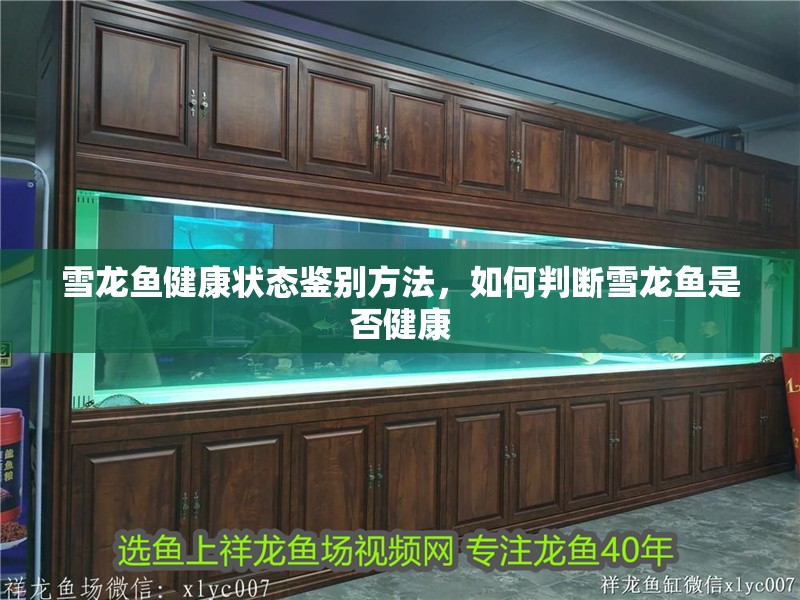 雪龍魚健康狀態鑒別方法，如何判斷雪龍魚是否健康