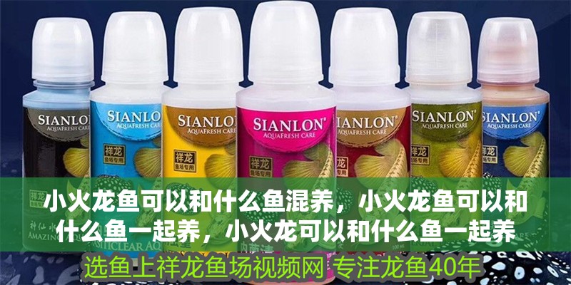 小火龍魚可以和什么魚混養，小火龍魚可以和什么魚一起養，小火龍可以和什么魚一起養