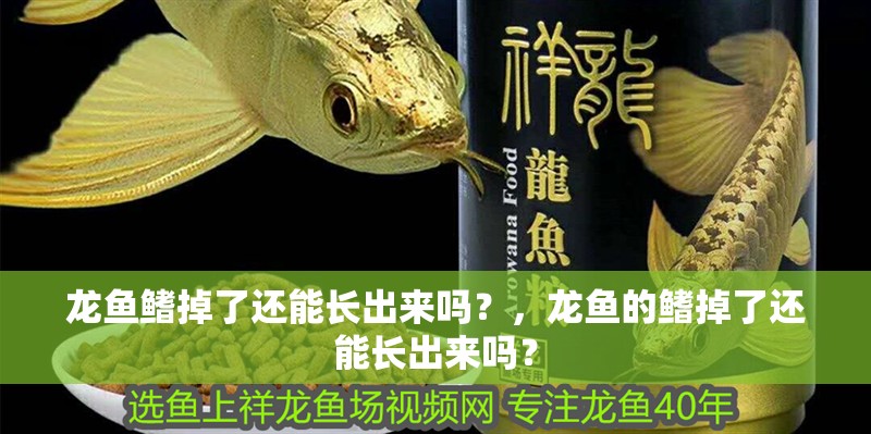 龍魚鰭掉了還能長出來嗎？，龍魚的鰭掉了還能長出來嗎？