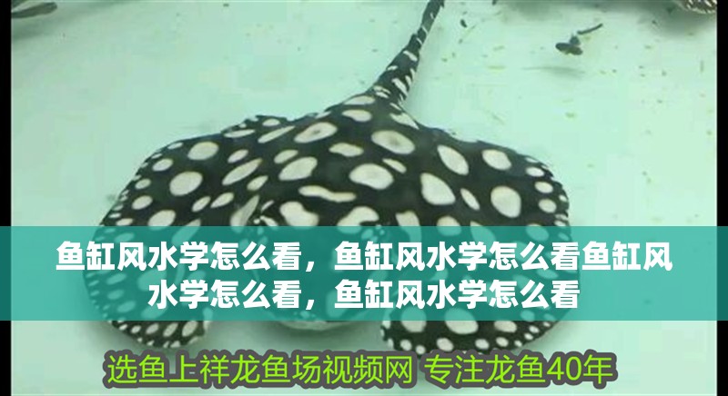 魚缸風(fēng)水學(xué)怎么看，魚缸風(fēng)水學(xué)怎么看魚缸風(fēng)水學(xué)怎么看，魚缸風(fēng)水學(xué)怎么看