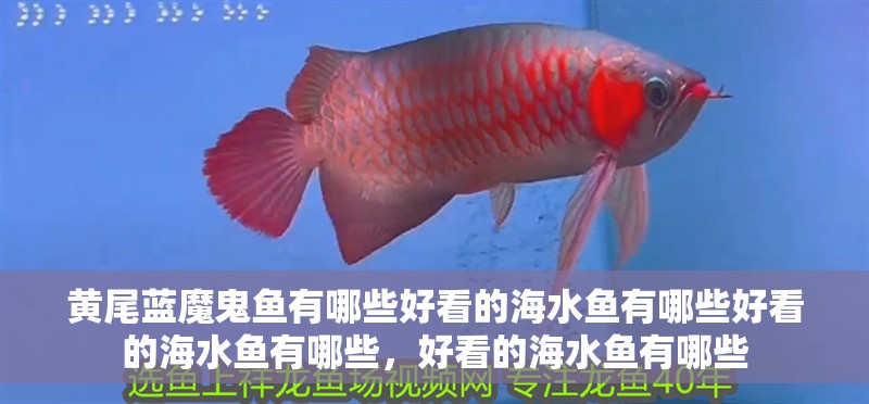 黃尾藍(lán)魔鬼魚(yú)有哪些好看的海水魚(yú)有哪些好看的海水魚(yú)有哪些，好看的海水魚(yú)有哪些