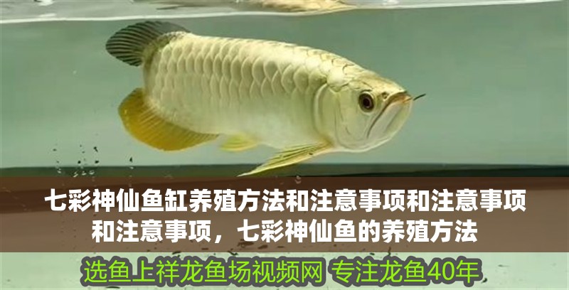 七彩神仙魚缸養(yǎng)殖方法和注意事項和注意事項和注意事項，七彩神仙魚的養(yǎng)殖方法