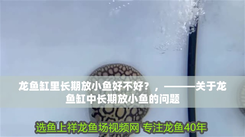 龍魚缸里長期放小魚好不好？，———關于龍魚缸中長期放小魚的問題